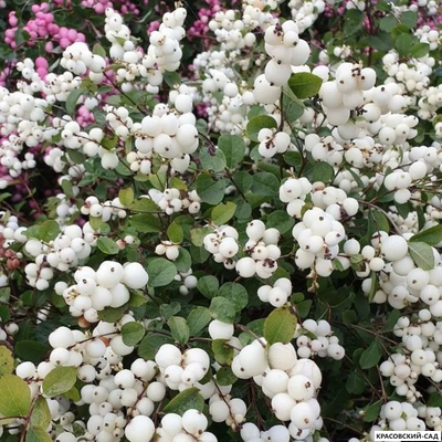 Снежноягодник Доренбоза Вайт Хедж - Doorenbosii White Hedge