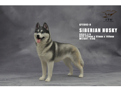 Сибирская хаски (серая) - Коллекционная ФИГУРКА 1/6 scale Husky (QYC003D) - QuanYingCun
