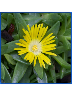 Delosperma basuticum