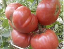 Томат Миллионер