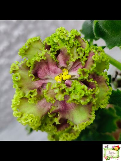 ЕК-Исполнение Желаний (Е. Коршунова) 2023 г.