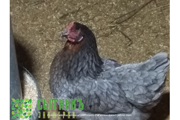 Натуральное куриное мясо купить для супа