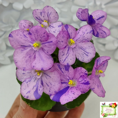 Shirl's Pip Squeak (S.Sanders) 10/14/2005 (пестролистный гёрл)