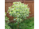 Элегантиссима дерен белый  на штамбе(Cornus alba Elegantissima)(180-220/10-12л)