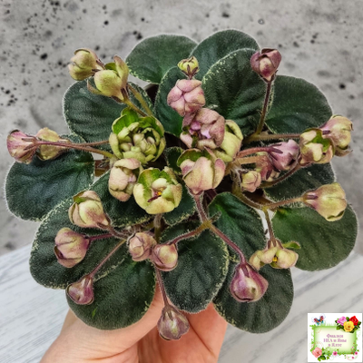 Н-Фавн (Н. Бердникова) 2017 г. (лист посажен 29.01.26)