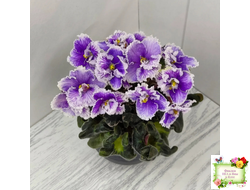 Н-Тет-а-Тет (Н. Бердникова) 2019 г. (лист посажен 21.10.25)