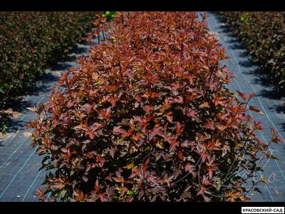 Пузыреплодник калинолистный Дьябло д'Ор