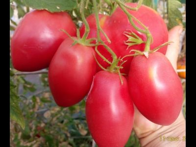 Томат Бычье сердце кистевое минусинское