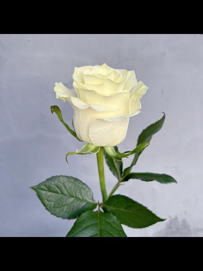 Роза Эквадор белая