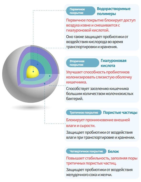 Схема 4-слойного покрытия пробиотиков Атоми