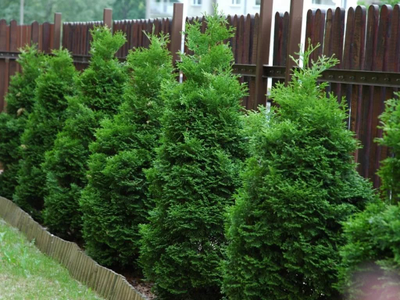 Туя западная Холмструп (Holmstrup), 2,0 л