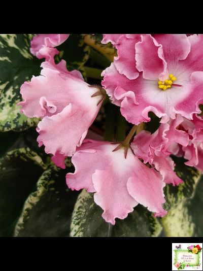 НД-Морковка (Н. Данилова-Суворова) 2021 г. (лист посажен 26.02.26)