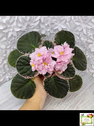 Rivermist Pearls (J. Baker) (10974) 04/13/2018