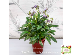 ЛЕ-Шотландский Вереск (Е. Лебецкая) мини трейлер