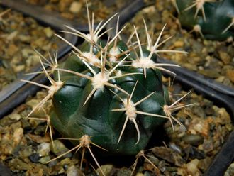 Gymnocalycium bruchii v. niveum VG 536