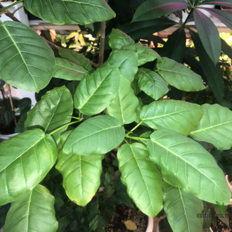 Ficus Nimfaefolia / фикус нимфаэфолия