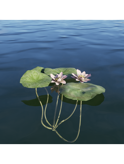 водные Лотос орехоносный Nelumbo 001