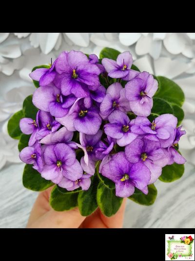 Rob's Lucky Charm (R.Robinson) 11/21/2003 (9293) листовая химера (стартер сорт)