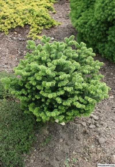 Пихта бальзамическая Киви - Abies Balsamea Kiwi