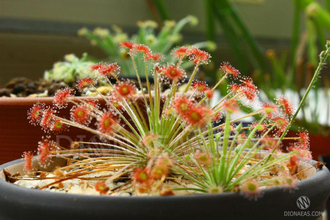 Drosera "Paradoxa"