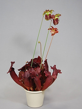 Sarracenia Maroon