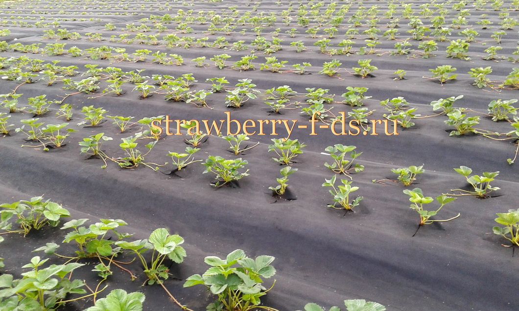 Посадка земляники