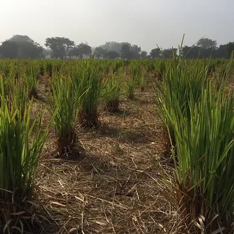 Лемонграсс (Cymbopogon flexuosus) 10 мл - 100% натуральное эфирное масло