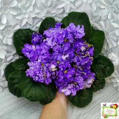 БР-Маленькое Счастье (С. и Н. Буркацкие) 2020 г.