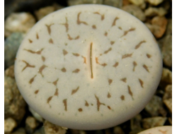 Lithops pseudotruncatella 'pallid' C264