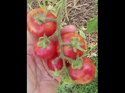 Томат Вернисаж розовый