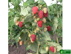 Малина рем.* "Нижегородец"