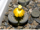 Lithops schwantesii v.urikosensis