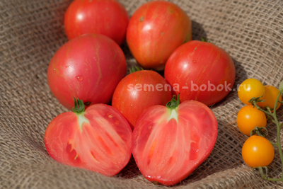 Томат Dwarf Rebel Starfigter Grandpa's Heart (Гном Восставший Звездный Истребитель Дедушкино Сердце), 10 шт