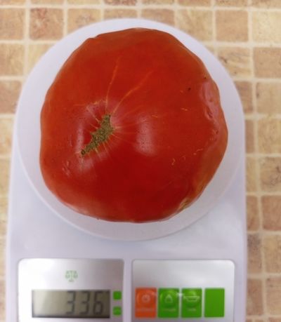 Томат Купец молодец