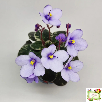 Smitten Kitten (LLG/S.Sorano) 03/22/2008 (9956)