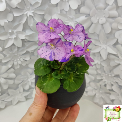 Shirl's Pip Squeak (S.Sanders) 10/14/2005 (пестролистный гёрл)