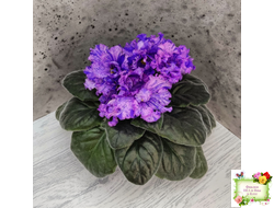 ВаТ-Инопланетянин (Т. Валькова) 2015 г. (стартер из цветоноса)