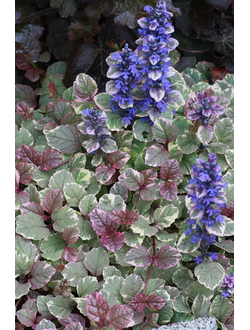 Живучка ползучая Burgundy Glow