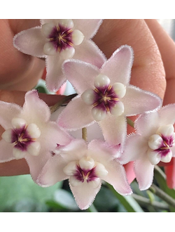Hoya Lyi china (mengtzeensis)