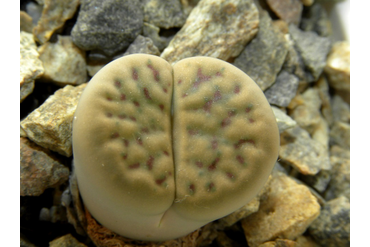 Lithops schwantesii ssp. schwantesii v. urikosensis `kunjasensis`C186
