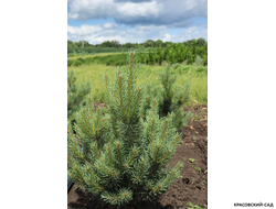 Сосна Ватерери - Watereri