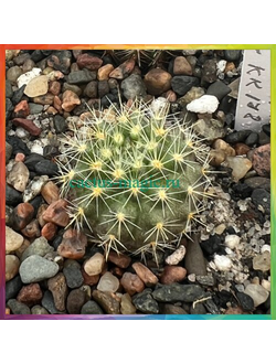 Neoporteria wagenknechtii v. napina KK 178