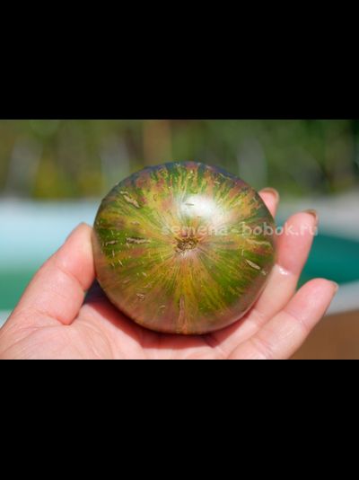 Томат Dwarf Rebella (Гном Ребелла), 10 шт