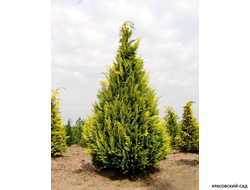 Кипарисовик Лавсона Ивон - Chamaecyparis Lawsoniana Ivonne