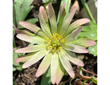 Anemone blanda Зеленая Фея