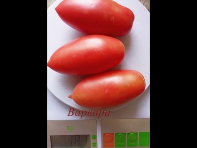 Томат Варвара