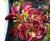 Dionaea muscipula Pink venus