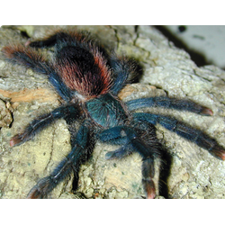 Avicularia braunshauseni