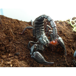 Heterometrus longimanus