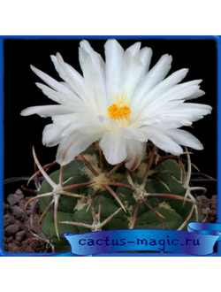 Thelocactus hexaedrophorus